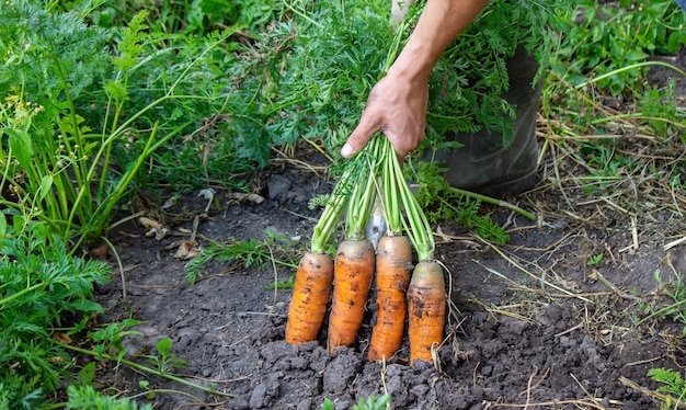 Harvesting carrots on the farm, environmentally friendly product.