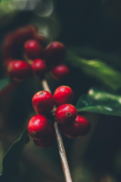 Harvesting coffee berries by agriculture Coffee beans ripening on the tree in North of Thailand