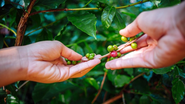 Harvesting coffee berries by agriculturist hands red coffee beans ripening in hand farmer