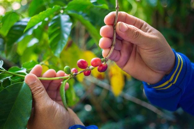 Harvesting coffee berries by agriculturist hands red coffee beans ripening in hand farmer