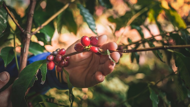 Harvesting coffee berries by hand farmer fresh coffee red berry branch agriculture on coffee tree