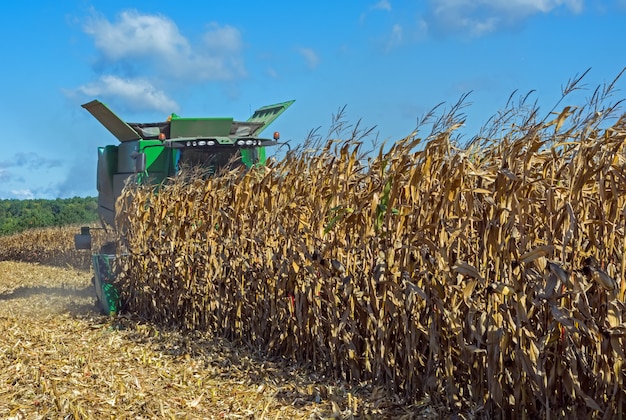 Harvesting corn by a combine harvester, followed by unloading and transportation of grain.