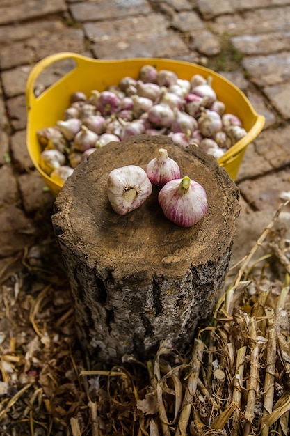 Harvesting drying and processing garlic on the farm for convenience using a knife and a wooden stump