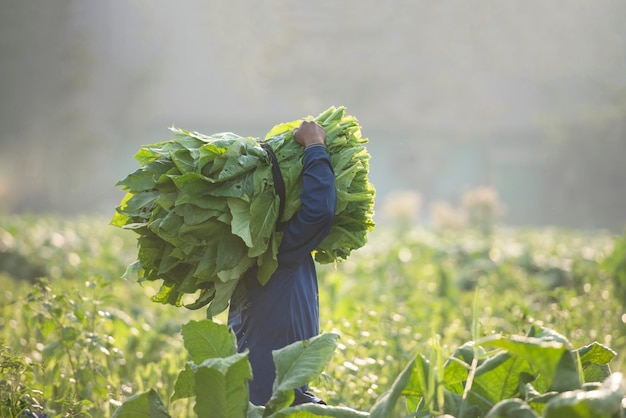 Harvesting farmers are planting tobacco in tobaccogrown plots in Thailand Thailand India