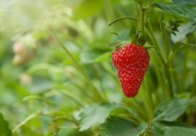 Harvesting of fresh organic ripe big red strawberry fruit Healthy eating