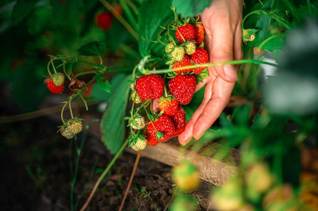 Harvesting fresh organic strawberries Farmer's hands picking strawberries closeup Strawberry bushes