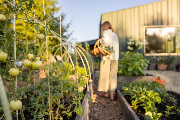 Photo harvesting in the garden near modern cabin