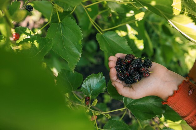 Photo harvesting the girl collects mulberry