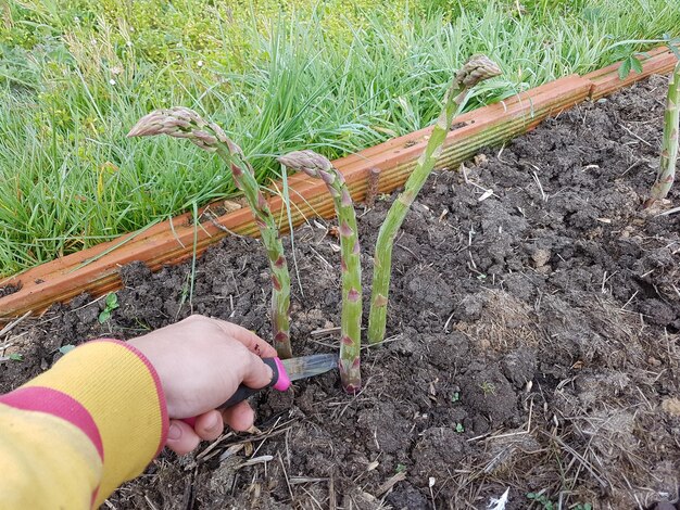 harvesting green asparagus in raised bed farmer cutting asparagus