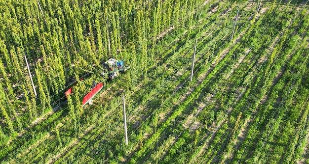 Harvesting hops tractor with trailer and special equipment. Drone view.