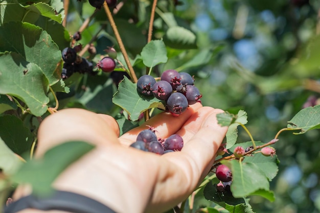 Harvesting irgi from a branch with ripe berries on a summer day