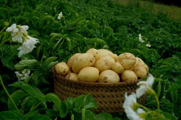 Harvesting new potatoes in a wicker basket on a green potato field