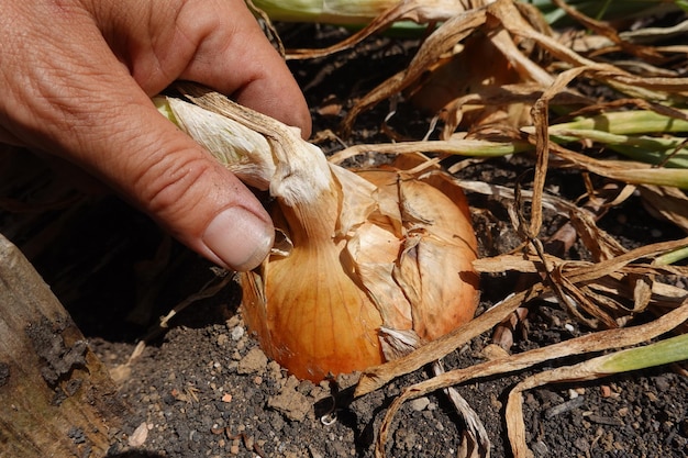 harvesting onions in the backyard garden harvest onions in raised beds onion crop