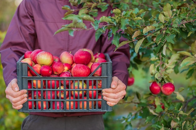 Harvesting organic red apples overflowing a crate of apples The packaging of apples in the garden