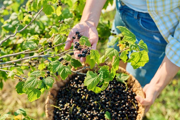 Harvesting picking ripe blackcurrants in garden basket with berries closeup