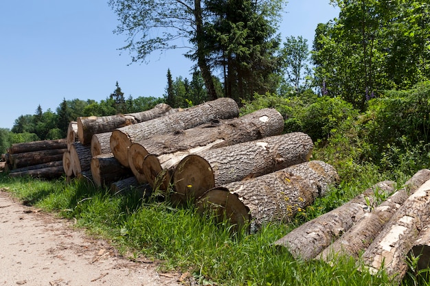 Harvesting pine tree trunks in the forest