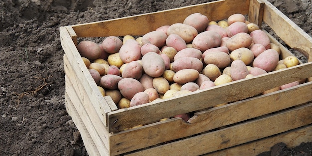 Harvesting potatoes on an agricultural field