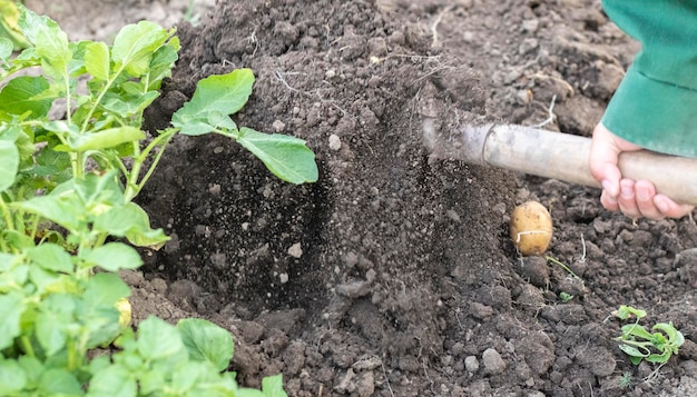 Harvesting potatoes from the soil Newly dug or harvested potatoes on rich brown ground