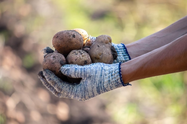 Harvesting potatoes Good harvest The farmer holds potatoes in his hands