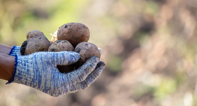 Harvesting potatoes Good harvest The farmer holds potatoes in his hands