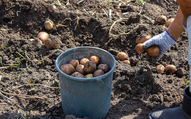 Harvesting potatoes Good potato harvest selective focus