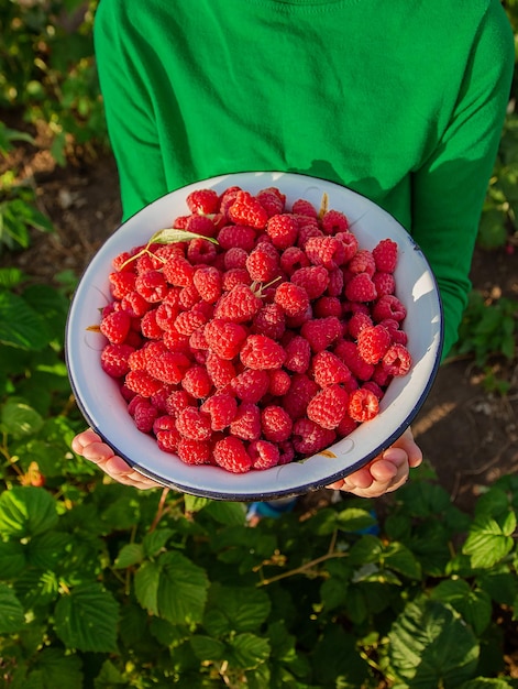 Harvesting raspberries closeup Cute girl with a bowl of ripe raspberries in the garden