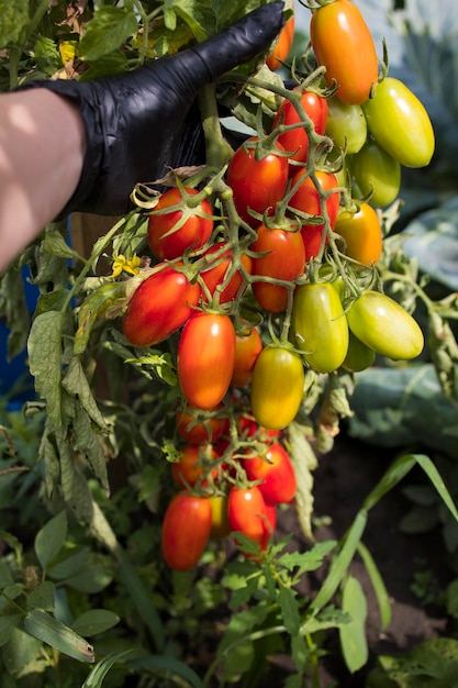 Harvesting red ripe tomatoes grown in an openair garden on a sunny day