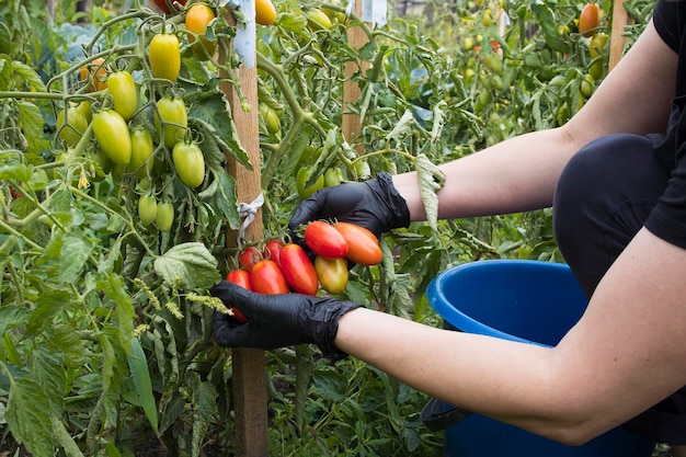 Harvesting red ripe tomatoes grown in an openair garden on a sunny day