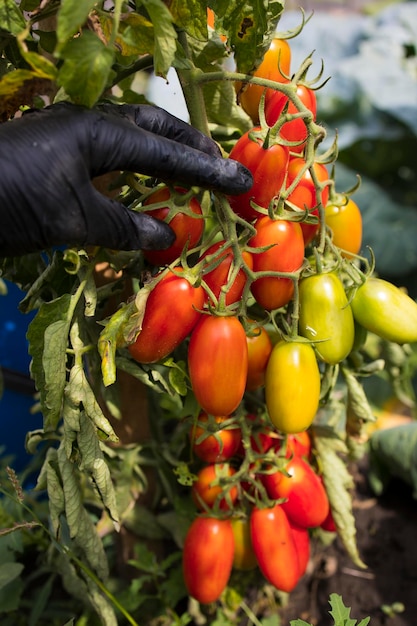 Harvesting red ripe tomatoes grown in an openair garden on a sunny day