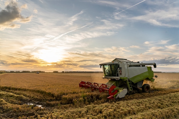 Harvesting rice in the Albufera of Valencia at sunset