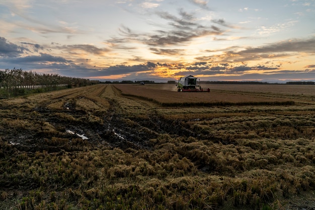 Harvesting rice in the Albufera of Valencia at sunset