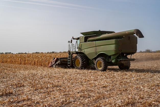 Harvesting ripe dry corn in the field with a green harvester