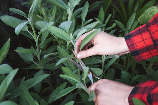 Harvesting sage woman hands cutting garden sage leaves in herbs garden bed