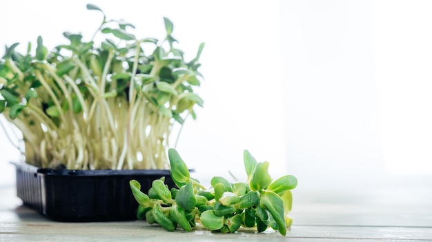 Harvesting the seedlings of sunflower microgreen grown at home