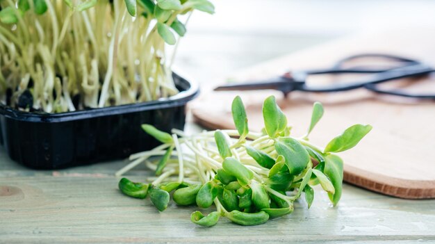 Harvesting the seedlings of sunflower microgreen grown at home