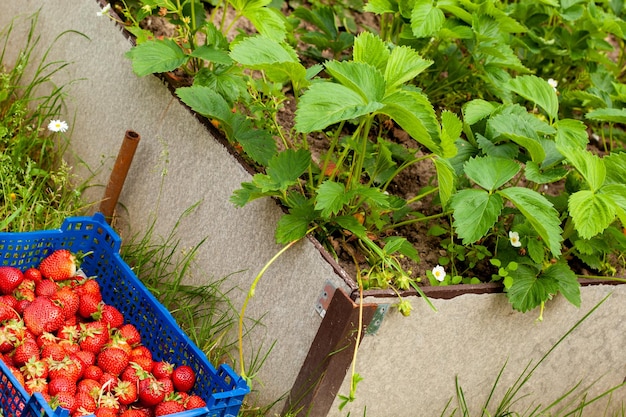 Harvesting strawberries Ripe strawberries in a cardboard box on a strawberry patch