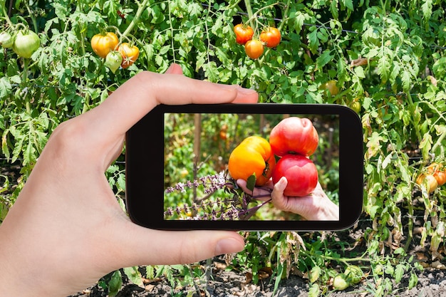 Harvesting of tomatoes in garden on smartphone