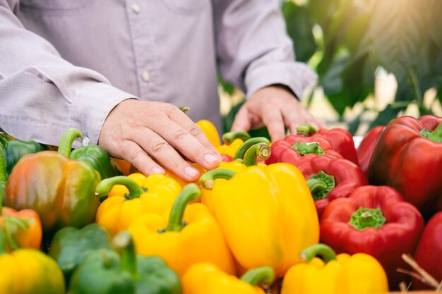 Harvesting vegetables from the garden.