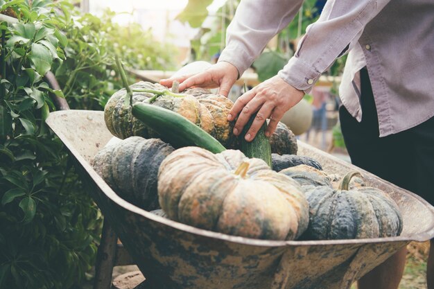 Harvesting vegetables from the garden.