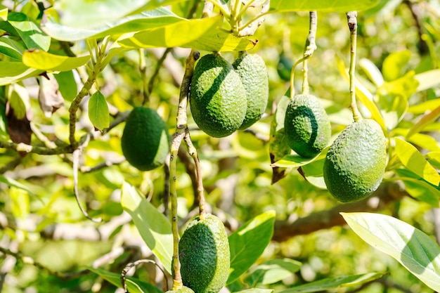 Hass avocado growing on tree in Valle del Elqui Chile