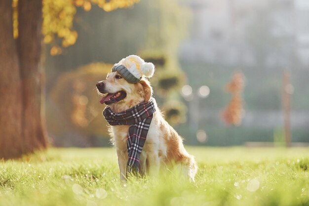 In hat and scarf Beautiful Golden Retriever dog have a walk outdoors in the park