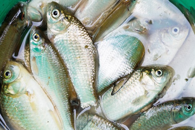 Haul of small freshwater fishes in green bucket