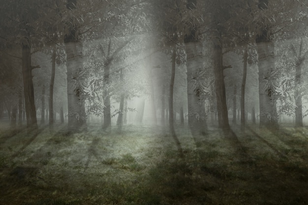 Haunted forest with fog and dramatic scene background. Halloween concept