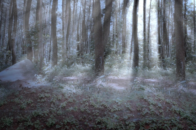 Haunted forest with fog