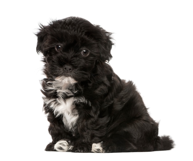 Havanese puppy isolated on white