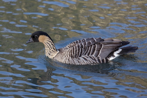 Hawaiian Goose (branta sandvicensis) swimming across a lake