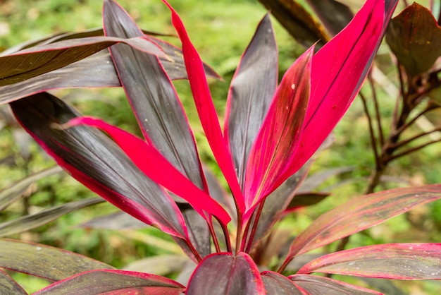 Hawaiian ti plant or Cordyline fruticosa is an evergreen flowering plant in the family Asparagaceae