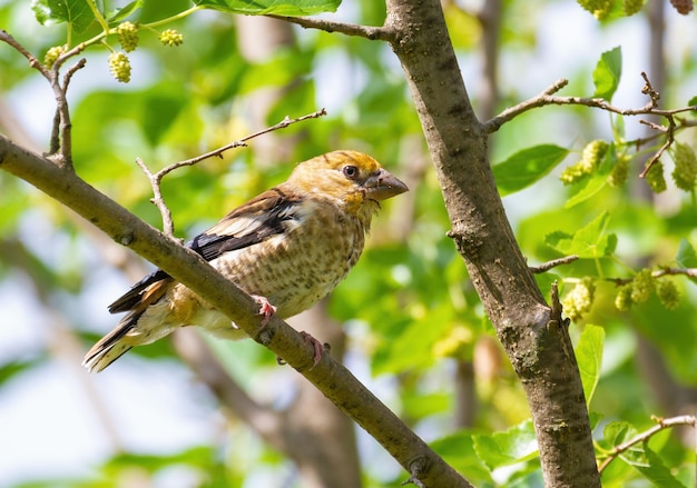 Hawfinch Coccothraustes coccothraustes Young bird chick sits on a mulberry branch