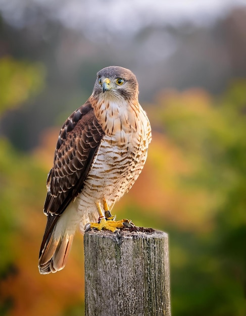 a hawk is perched on a wooden post with a blurred background