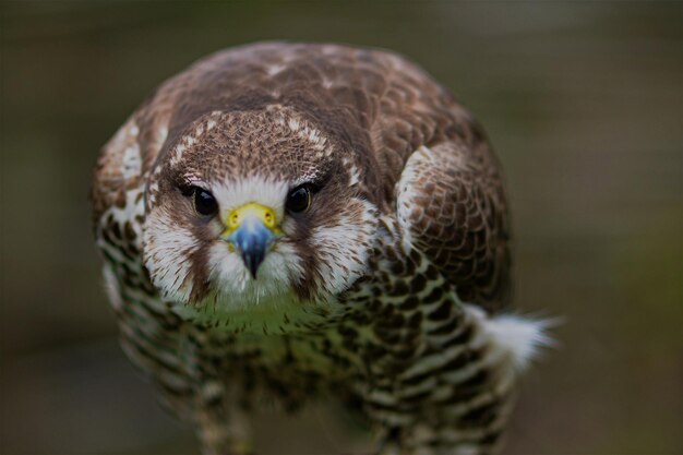 Photo hawk portrait